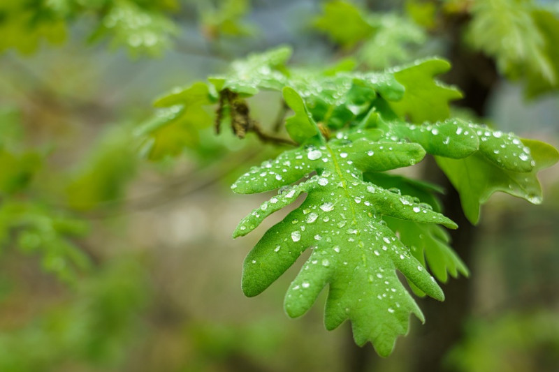 eikenbladeren-vormen-identificeren-Quercus-Gelobde-bladeren-puntige vormen-Amerikaanse-lobben-inhammen-scherpe-kleurverandering-herfstkleuren-bomengids